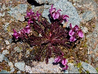 Pedicularis kerneri